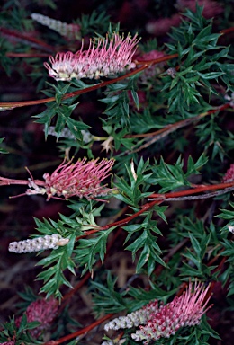 APII jpeg image of Grevillea acanthifolia subsp. acanthifolia  © contact APII