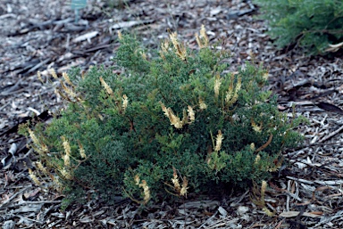 APII jpeg image of Grevillea althoferorum  © contact APII