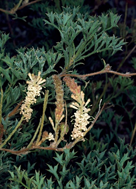 APII jpeg image of Grevillea althoferorum  © contact APII