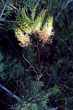 APII jpeg image of Grevillea annulifera  © contact APII