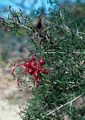 APII jpeg image of Grevillea asparagoides  © contact APII