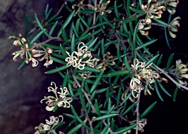 APII jpeg image of Grevillea australis  © contact APII