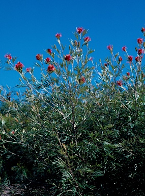 APII jpeg image of Grevillea banksii  © contact APII