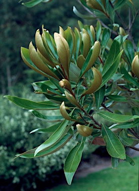 APII jpeg image of Grevillea baileyana  © contact APII