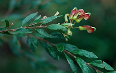 APII jpeg image of Grevillea banyabba  © contact APII