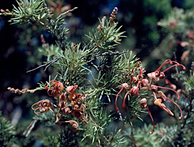 APII jpeg image of Grevillea batrachioides  © contact APII