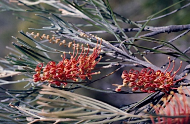 APII jpeg image of Grevillea baxteri  © contact APII