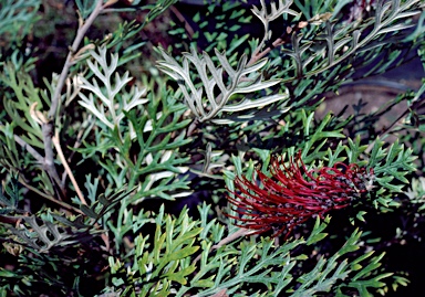 APII jpeg image of Grevillea beadleana  © contact APII