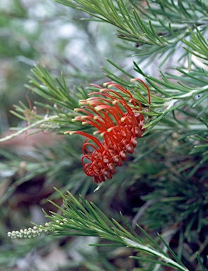 APII jpeg image of Grevillea beardiana  © contact APII