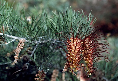 APII jpeg image of Grevillea calliantha  © contact APII