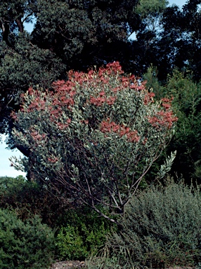 APII jpeg image of Grevillea decora  © contact APII