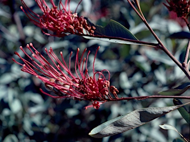 APII jpeg image of Grevillea decora subsp. decora  © contact APII