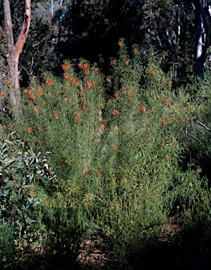 APII jpeg image of Grevillea dielsiana  © contact APII