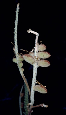 APII jpeg image of Grevillea eriostachya  © contact APII