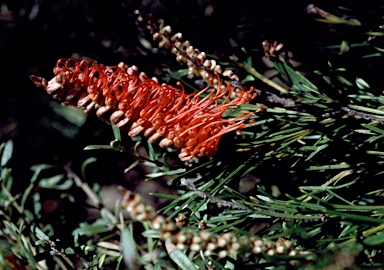 APII jpeg image of Grevillea fastigiata  © contact APII