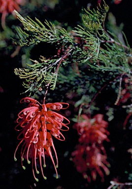 APII jpeg image of Grevillea fililoba  © contact APII