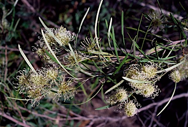 APII jpeg image of Grevillea commutata  © contact APII