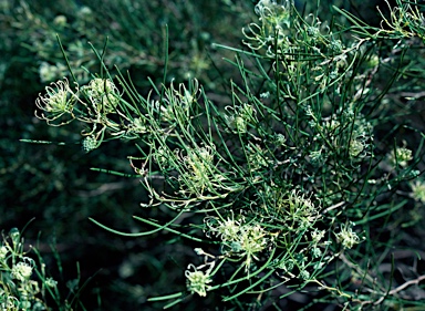 APII jpeg image of Grevillea hakeoides subsp. stenophylla  © contact APII