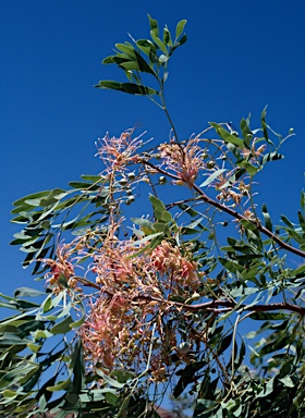 APII jpeg image of Grevillea decurrens  © contact APII