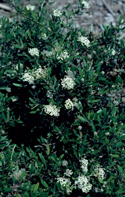 APII jpeg image of Grevillea humilis subsp. maritima  © contact APII