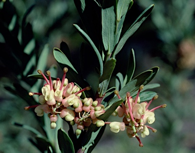 APII jpeg image of Grevillea iaspicula  © contact APII