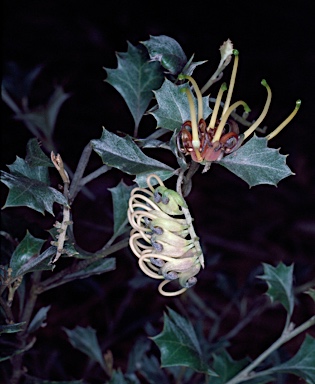 APII jpeg image of Grevillea dilatata  © contact APII