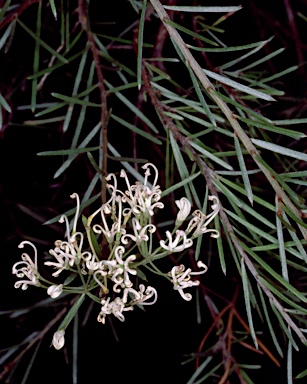 APII jpeg image of Grevillea inconspicua  © contact APII