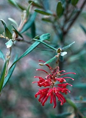 APII jpeg image of Grevillea irrasa subsp. didymochiton  © contact APII