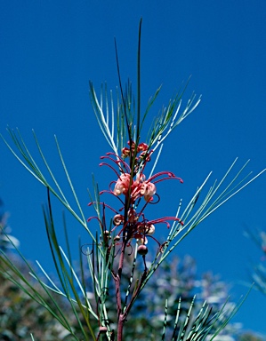 APII jpeg image of Grevillea johnsonii  © contact APII