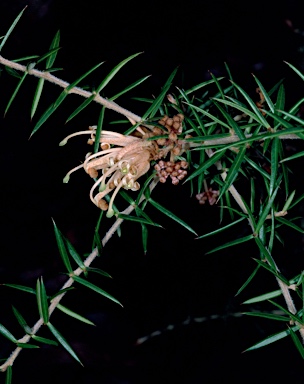 APII jpeg image of Grevillea juniperina subsp. villosa  © contact APII