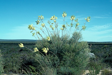 APII jpeg image of Grevillea leucopteris  © contact APII