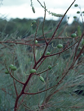 APII jpeg image of Grevillea leucopteris  © contact APII