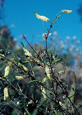 APII jpeg image of Grevillea makinsonii  © contact APII