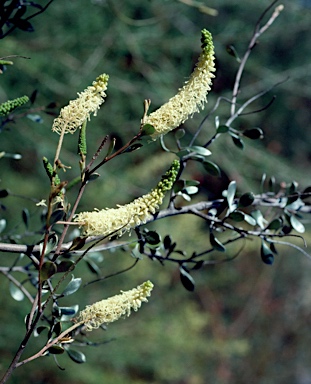 APII jpeg image of Grevillea makinsonii  © contact APII