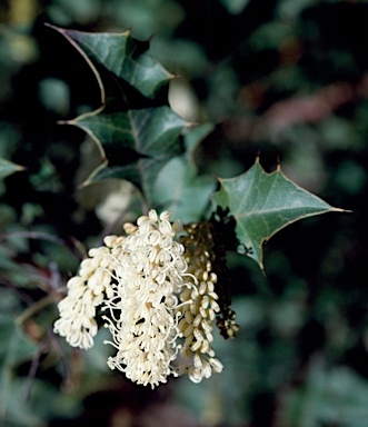 APII jpeg image of Grevillea monticola  © contact APII