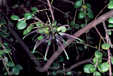 APII jpeg image of Grevillea mucronulata  © contact APII