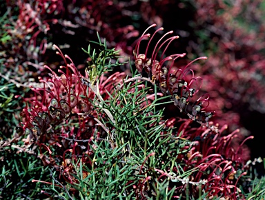 APII jpeg image of Grevillea nana subsp. abbreviata  © contact APII