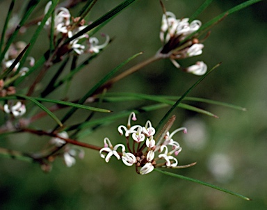 APII jpeg image of Grevillea neurophylla  © contact APII