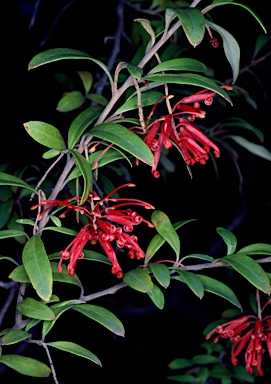 APII jpeg image of Grevillea parvula  © contact APII