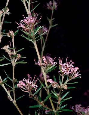 APII jpeg image of Grevillea patulifolia  © contact APII