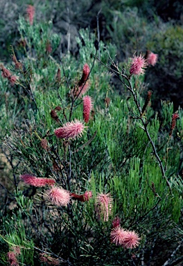 APII jpeg image of Grevillea petrophiloides subsp. petrophiloides  © contact APII