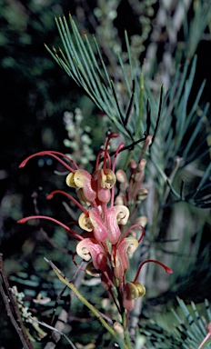 APII jpeg image of Grevillea plurijuga  © contact APII