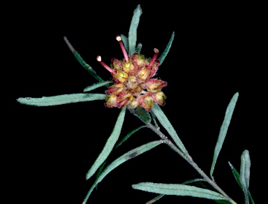 APII jpeg image of Grevillea polybractea  © contact APII