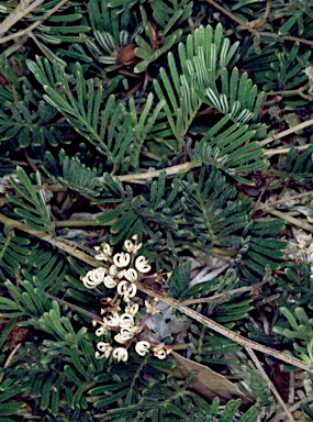 APII jpeg image of Grevillea prostrata  © contact APII