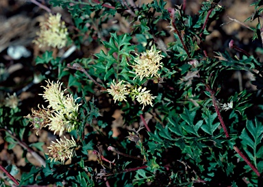 APII jpeg image of Grevillea pulchella subsp. pulchella  © contact APII