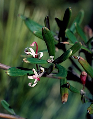 APII jpeg image of Grevillea quinquenervis  © contact APII