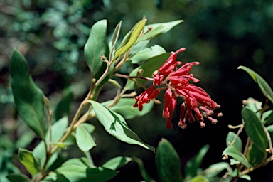 APII jpeg image of Grevillea rhyolitica subsp. rhyolitica  © contact APII