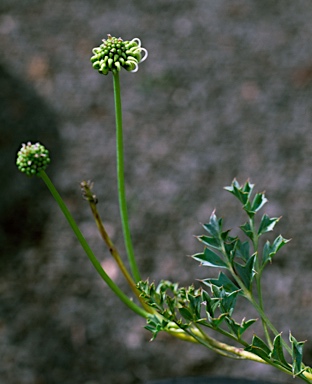 APII jpeg image of Grevillea scapigera  © contact APII