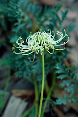 APII jpeg image of Grevillea scapigera  © contact APII