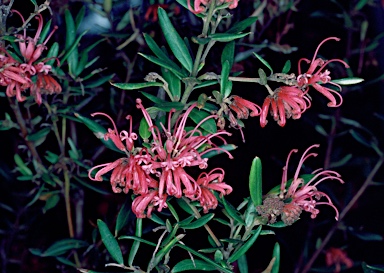 APII jpeg image of Grevillea sericea  © contact APII